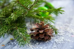 Evergreen Spruce - Premium Fragrance Oil